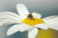 miért teszik a méheket a péniszre gyenge merevedés az első alkalom után